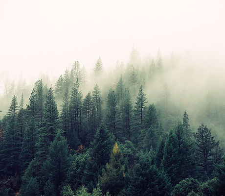 Misty Woodland