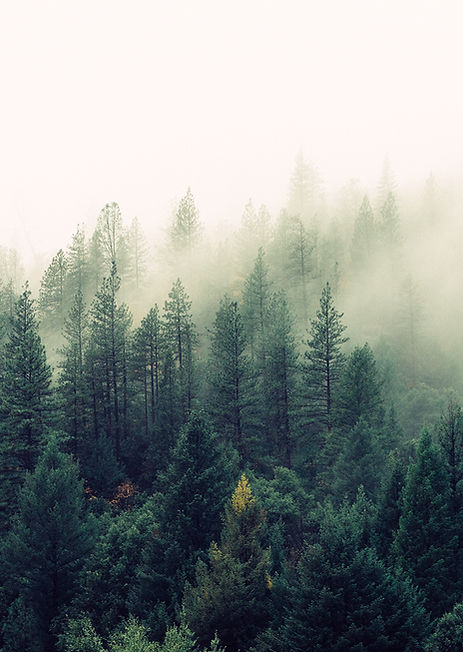 Misty Woodland