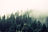 Environmentally Conscious Mould Treatment