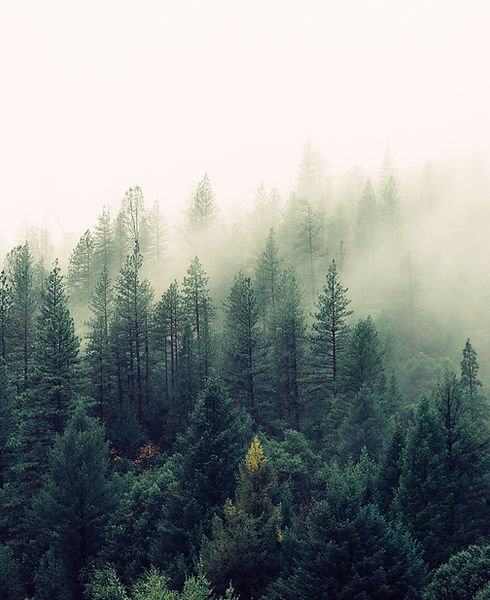 Misty Woodland