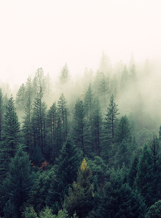 Misty Woodland