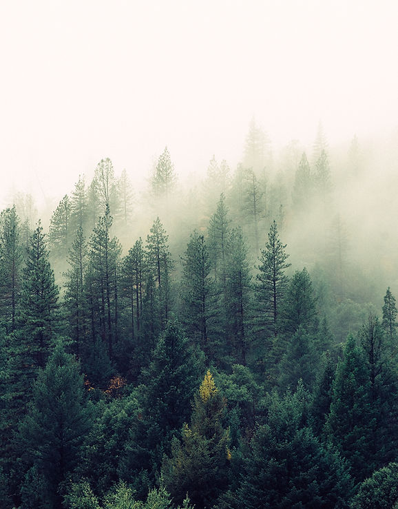 Misty Woodland