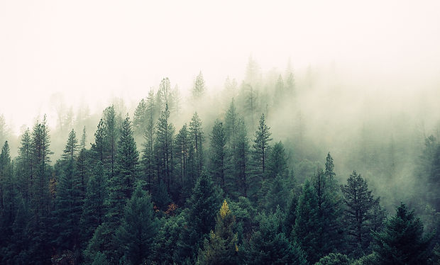 Misty Woodland