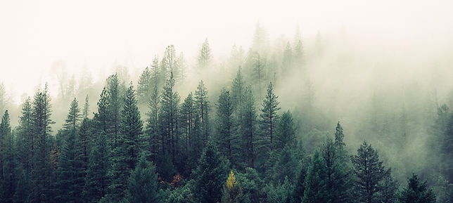 Misty Woodland
