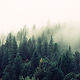 Misty Woodland