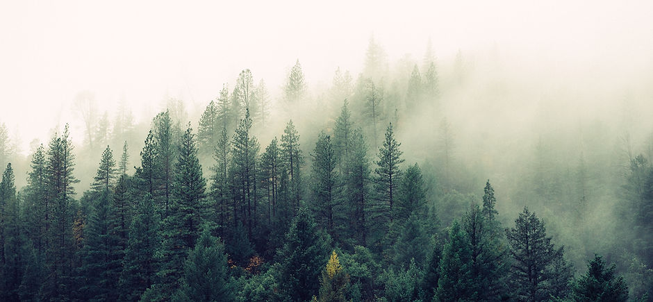 Misty Woodland