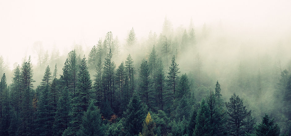 Misty Woodland
