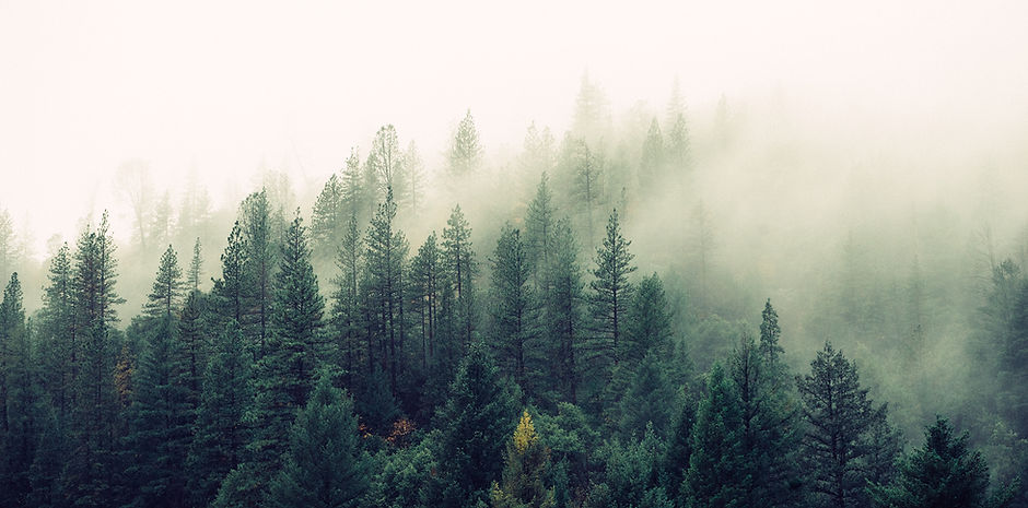 Misty Woodland