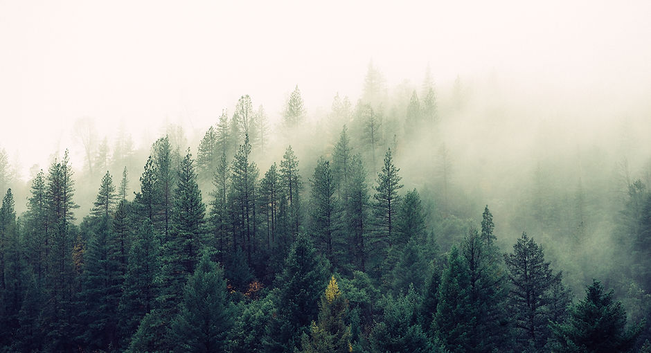 Misty Woodland