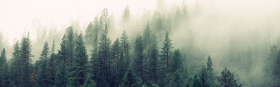 Misty Woodland
