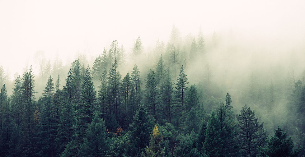 Misty Woodland