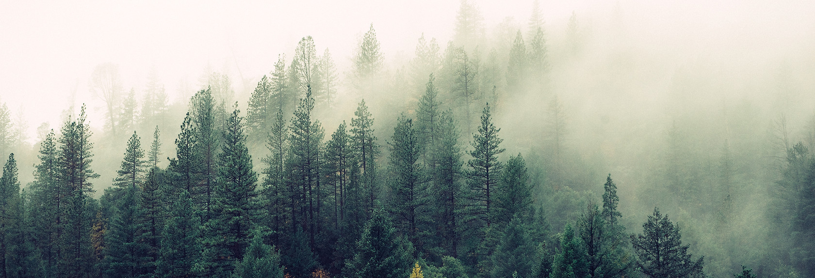 Misty Woodland
