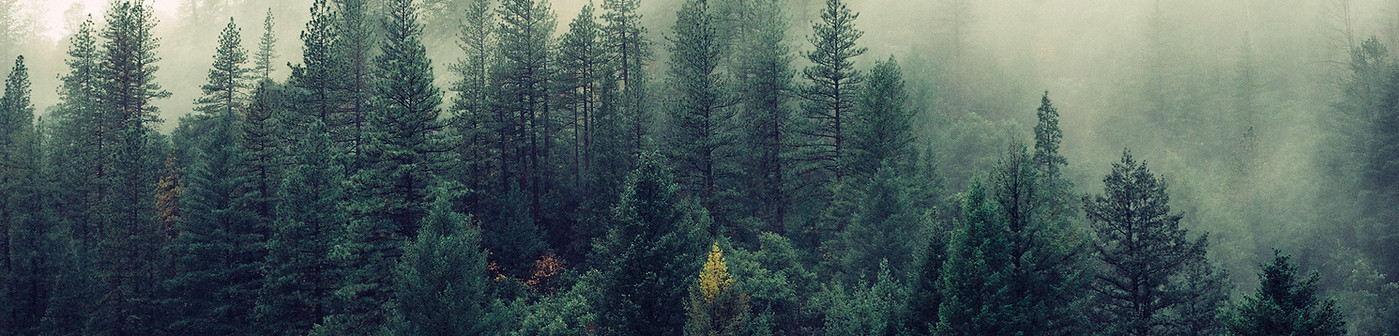 Misty Woodland