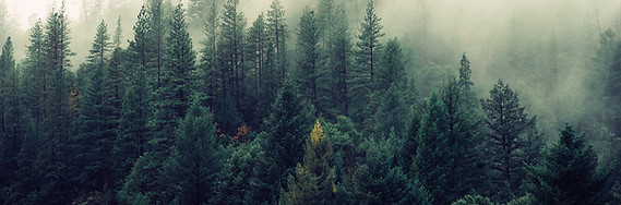 Misty Pine Forest