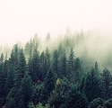 Misty Woodland