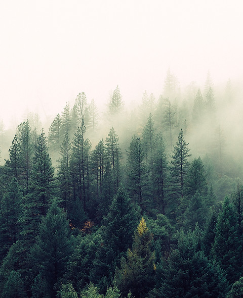 Misty Woodland