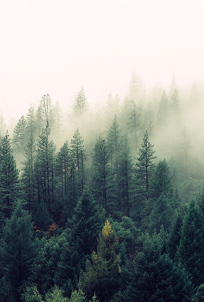 Foret construire demain