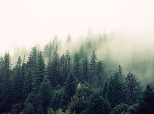 Misty Woodland