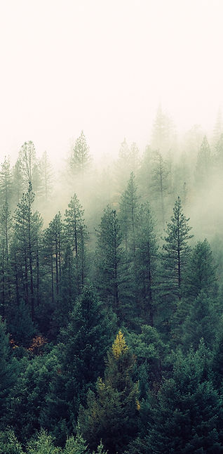 Misty Woodland