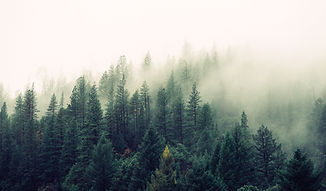 Misty Woodland