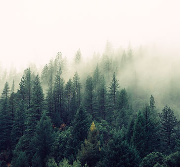Alberta forest