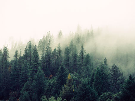 Reversing biodiversity decline through the Altyn Dala conservation initiative