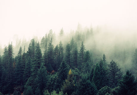 Misty Woodland