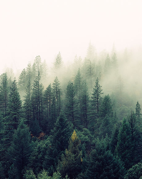 Misty Woodland