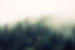 Misty Woodland