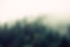 Misty Woodland