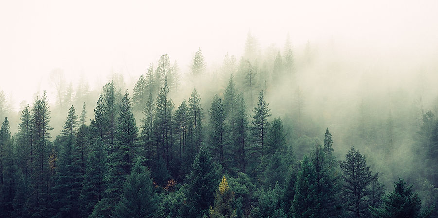 Misty Woodland
