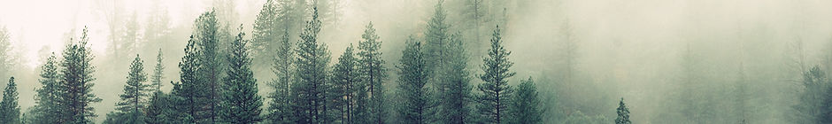 Misty Woodland
