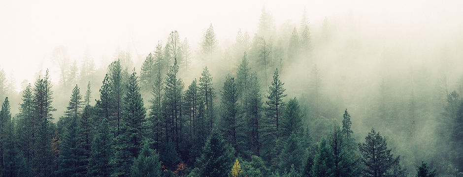 Misty Woodland