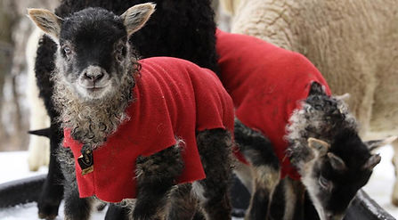 Lamb with Blankets