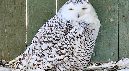 Snowy Owl