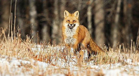 Red Fox Vermont