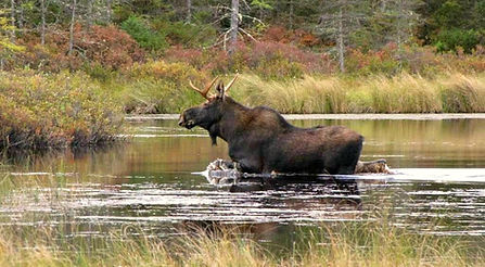 Vermont Moose