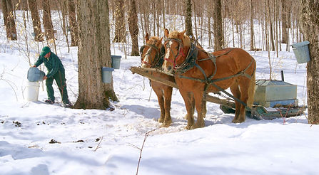 Horses in snow