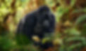 Gorilla-Trekking-Uganda.jpg