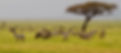 field-with-zebras-and-blue-wildebeest_192248950.ed7d5949.jpg