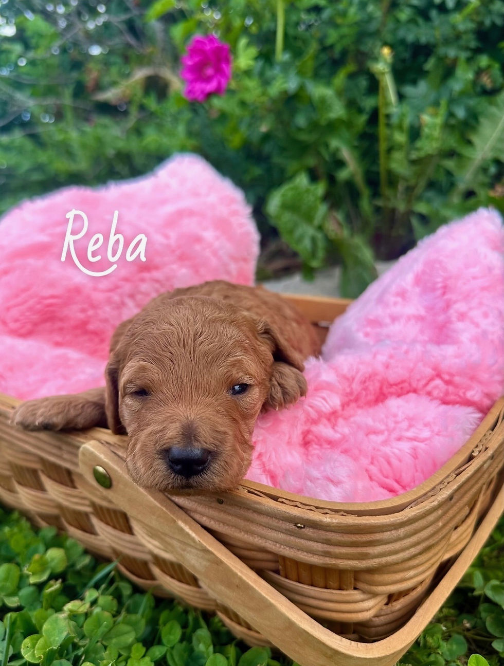 Reba