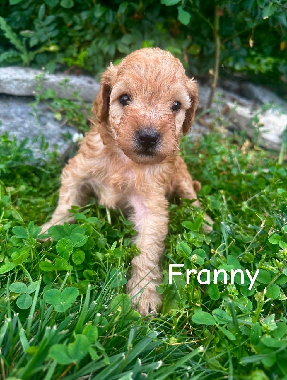 Franny