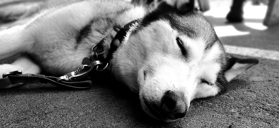 Dreamy Husky pr photo