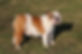 RCM Labradors
