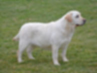 gypsy6march2018.jpg