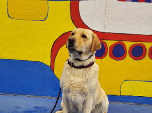 B.O.S.S. Dock Diving Trial