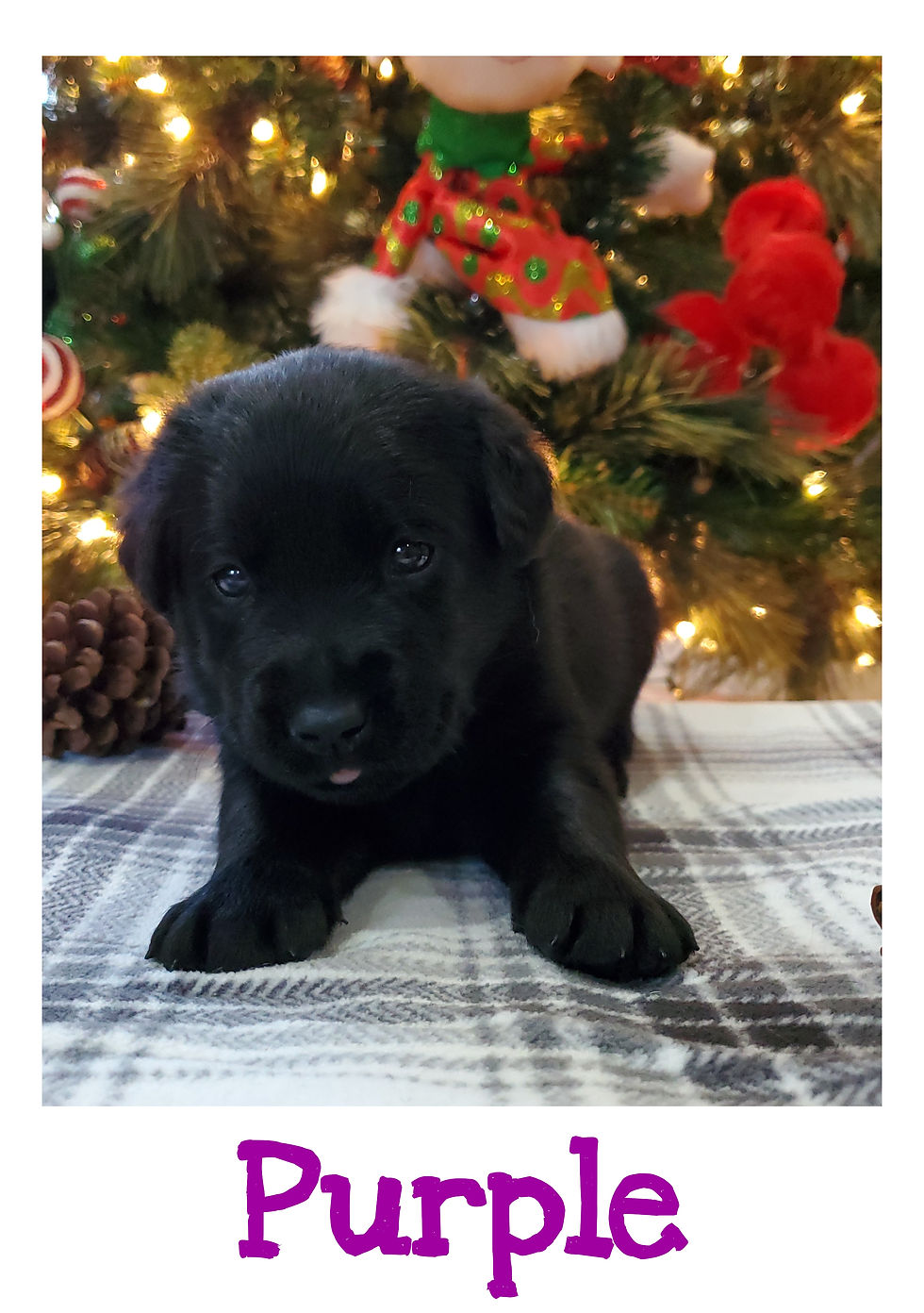 Mia & Jolly Puppies 2022 Archive
