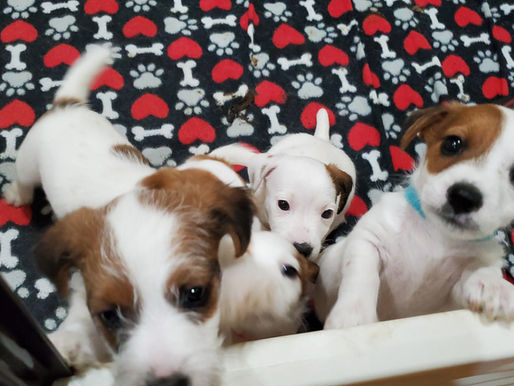 Frankie & Chuck Puppy 2022 Archive