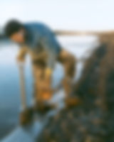 Wetland Planting