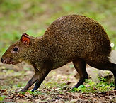 Agouti rodent walking through foliage, captured in a daytime natural habitat setting.